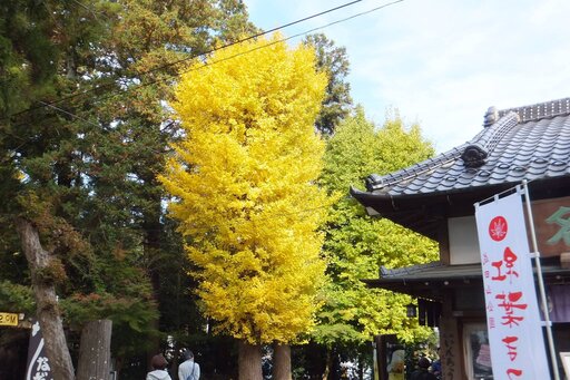 15137666_1143878742363090_2945123798191186577_o.jpgのサムネイル画像
