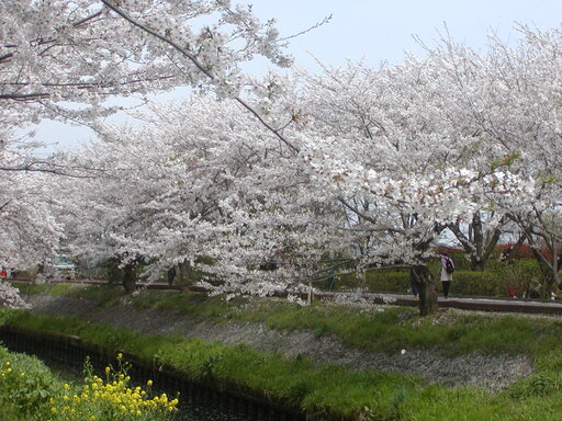 P4130111.JPGのサムネイル画像